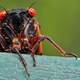 Image for article titled ‘Swarmageddon’ Terrifies People Who Hate Bugs, Obviously